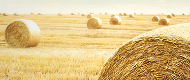 Hay & Straw Auctions